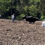 MINGACO, UNA TRADICIÓN CAMPESINA Y ANCESTRAL.